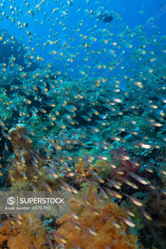 Indonesia, Bali, School of unidentified silversides  near healthy reef system