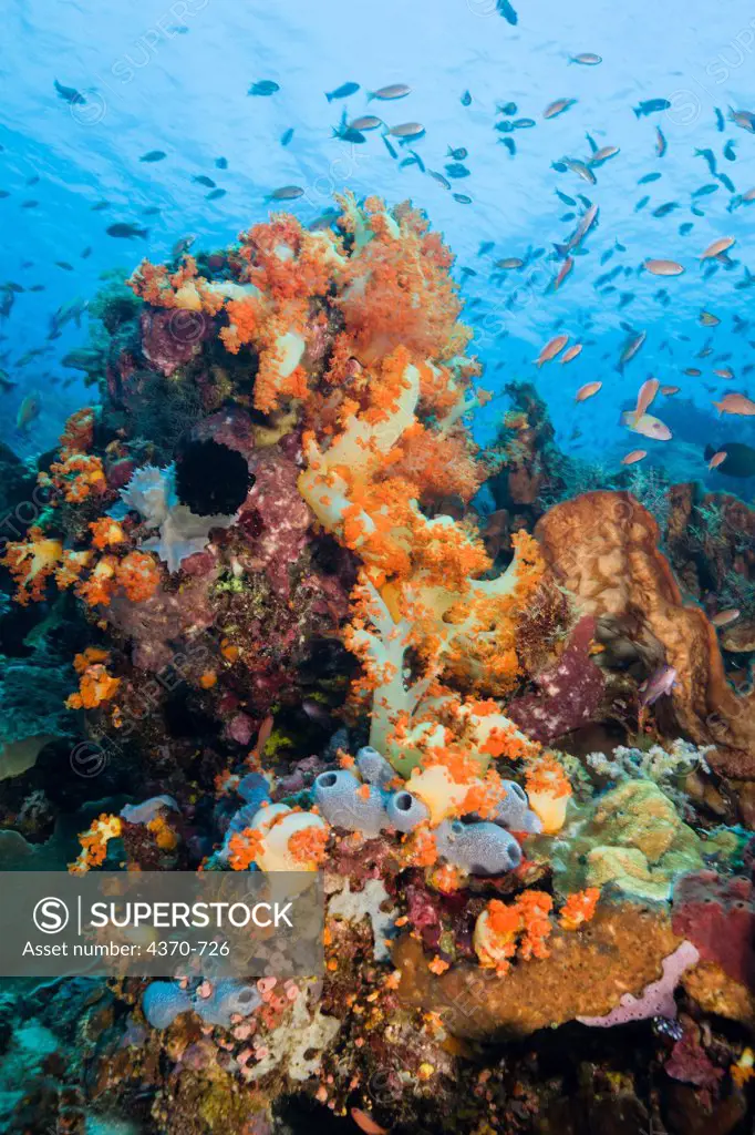 Indonesia, Healthy reef system with fish, sponges and corals