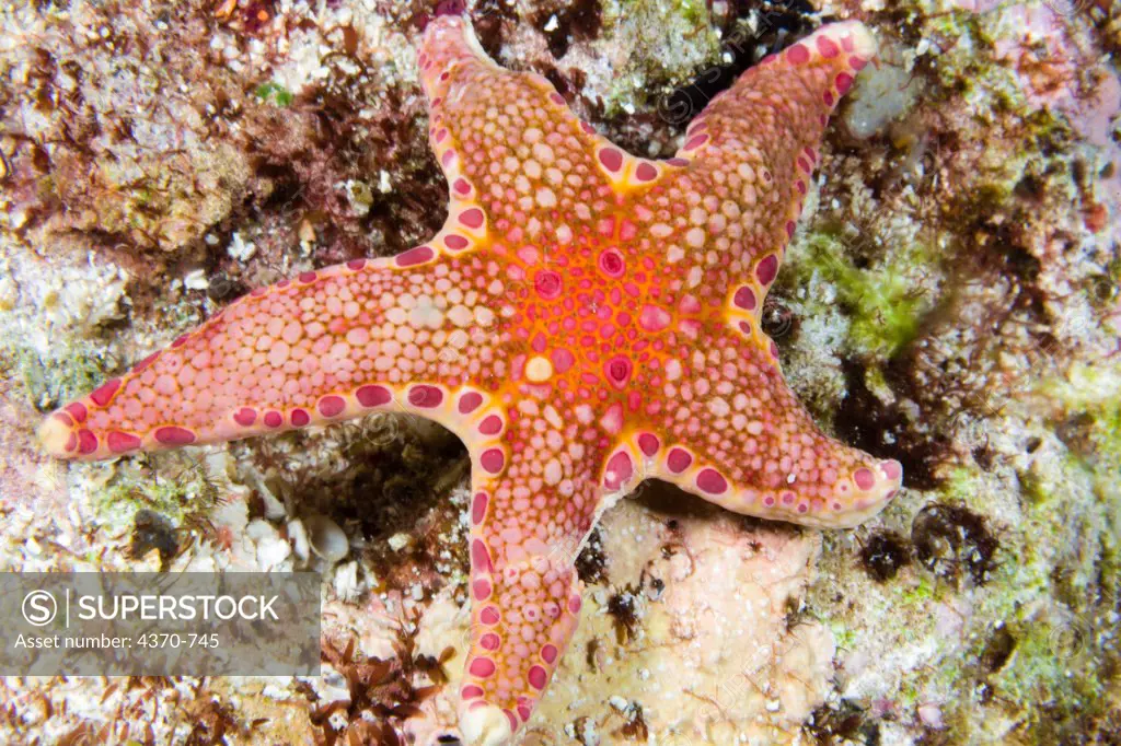 Indonesia, Bali, Unidentified Starfish