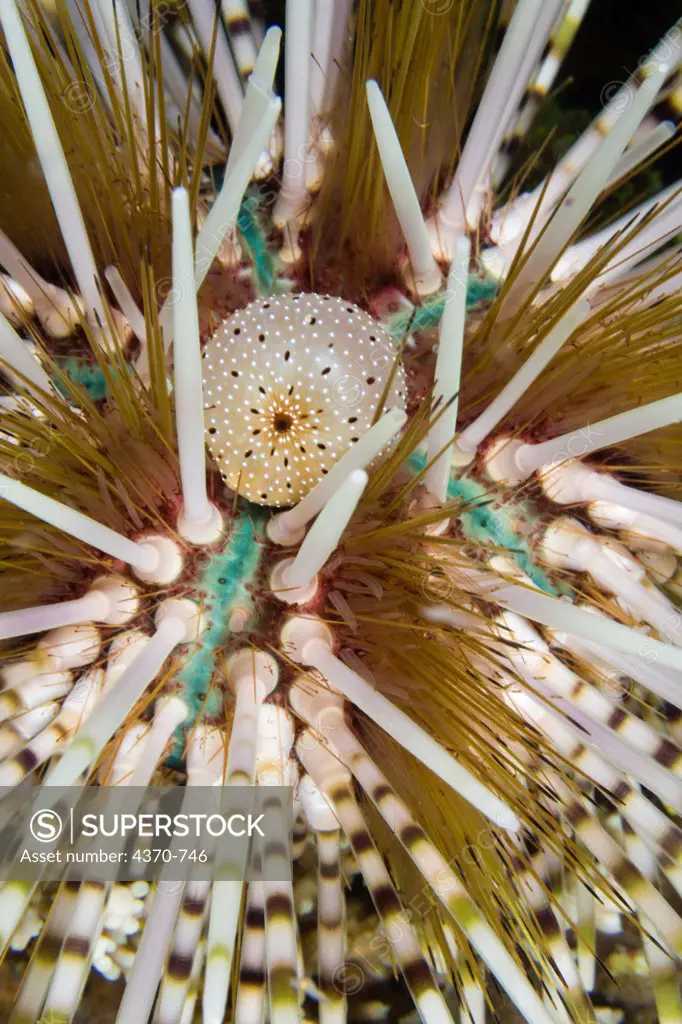 Indonesia, Komodo, Sea urchin detail