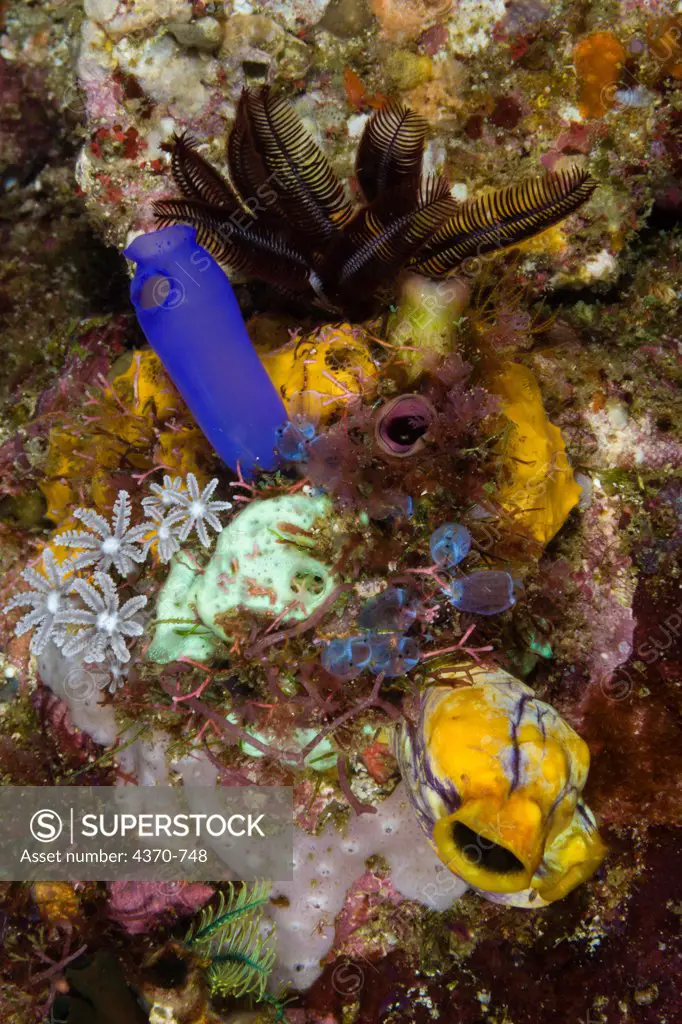 Indonesia, Komodo, Cluster of tunicates, Sea squirt and corals