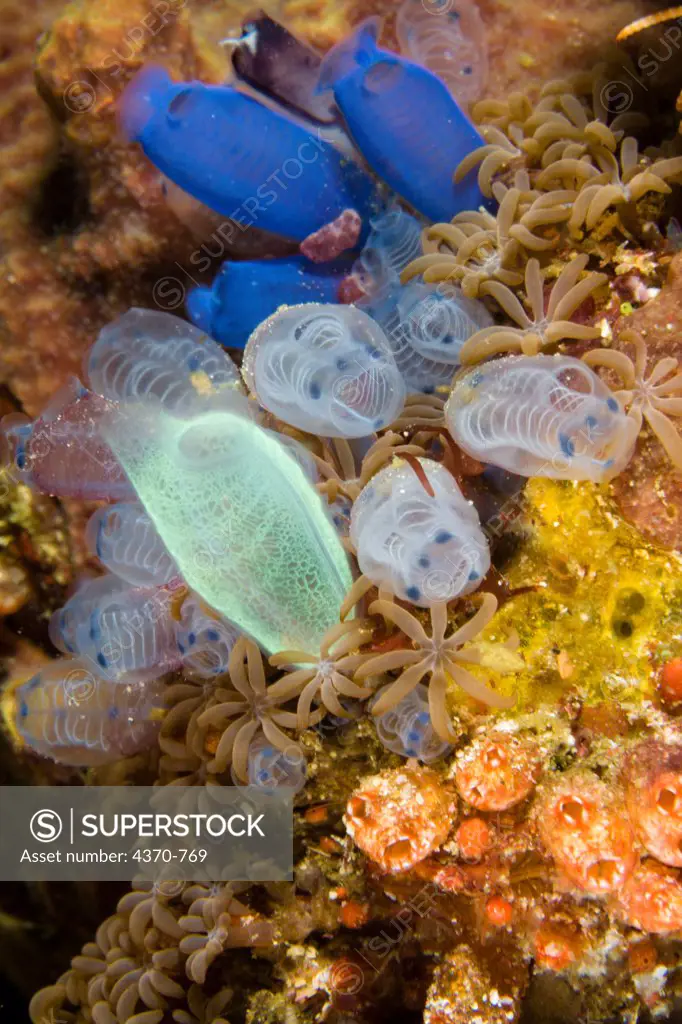Indonesia, Komodo, Variety of Tunicates, Cluster of colorful Sea Tunicates. Blue Tunicate (Rhopalaea sp.)