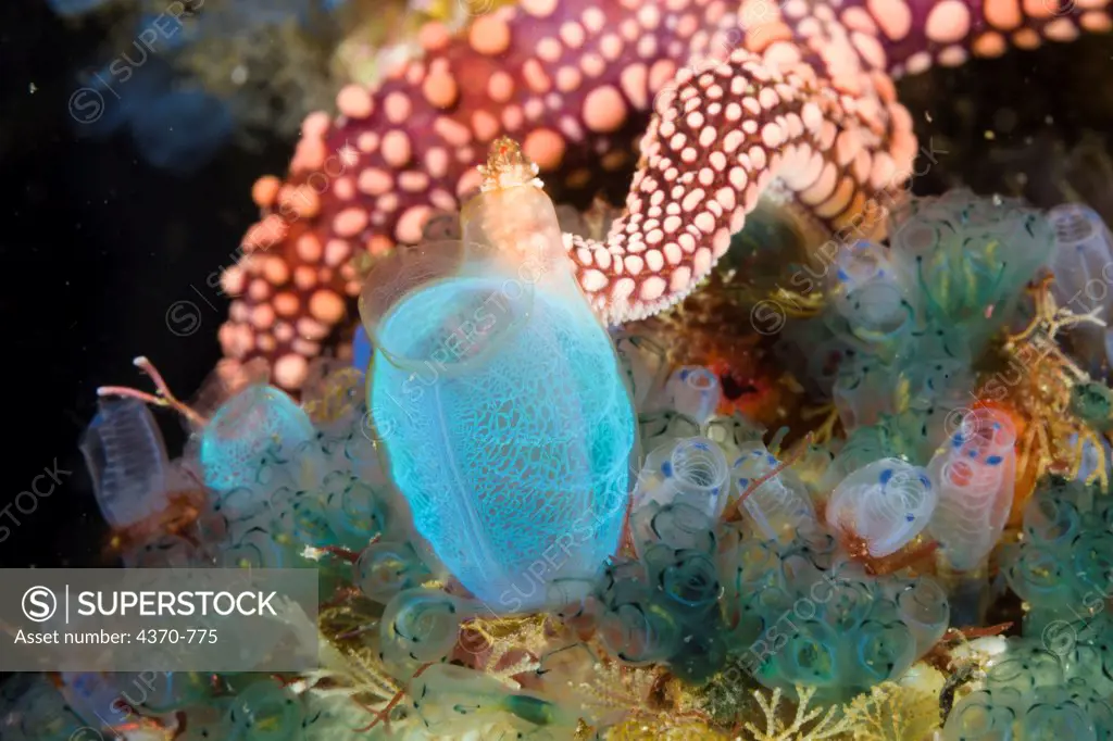 Indonesia, Bali, Cannibal Rock, Starfish (Gomophia gomophia) and tunicates