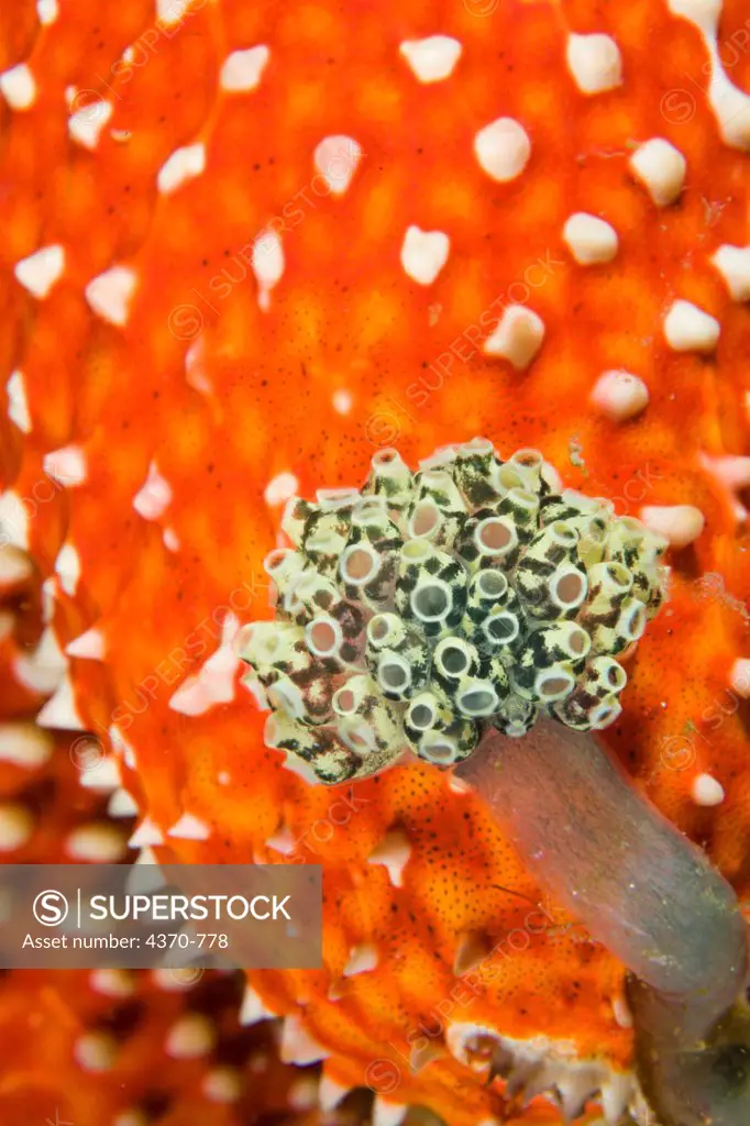 Indonesia, Bali, Cannibal Rock, Cluster of tunicates near unidentified starfish