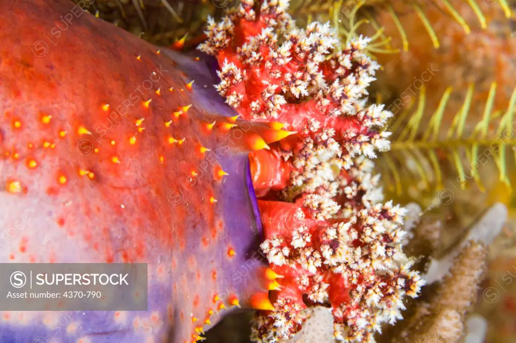 Indonesia, Komodo, Sea Apple Sea Cucumber (Pseudocholochirus violaceus)