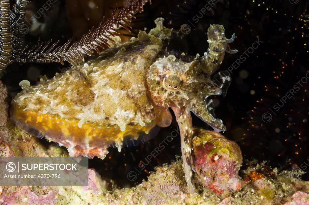 Indonesia, Komodo, Cuttlefish (Sepia latimanus)  transforming color and texture