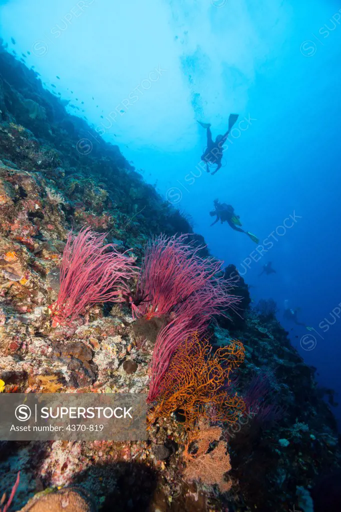 Micronesia, Palau, Blue Corner, Divers and red whip corals on reef wall