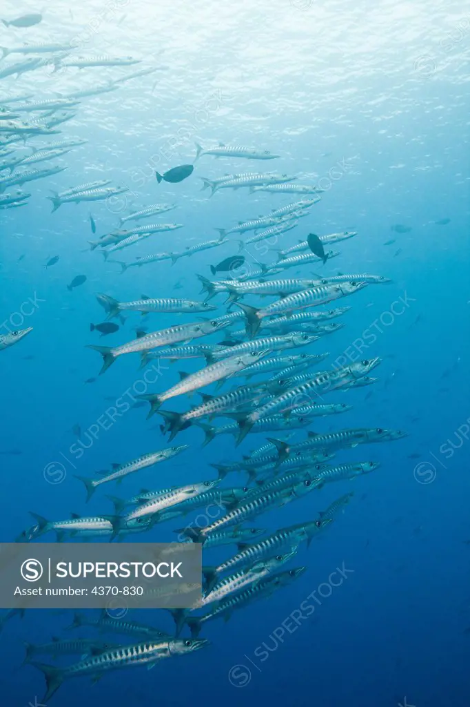 Micronesia, Caroline Islands, Palau, School of Chevron barracuda (Sphyraena putnamae)