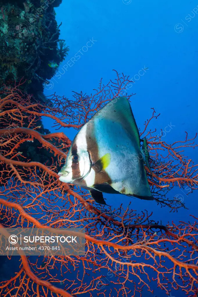 Micronesia, Caroline Islands, Palau, Pinnae spadefish (Platax pinnatus) and red gorgonian seafan.