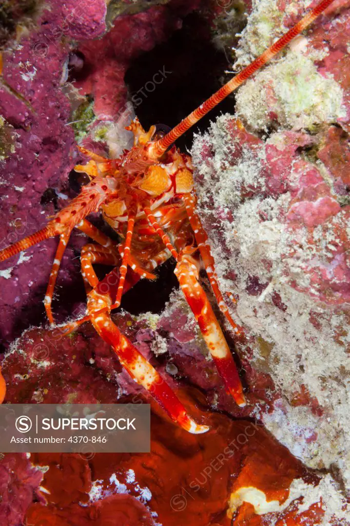 Micronesia, Caroline Islands, Palau, Red-banded lobster (Justitia longimanus)