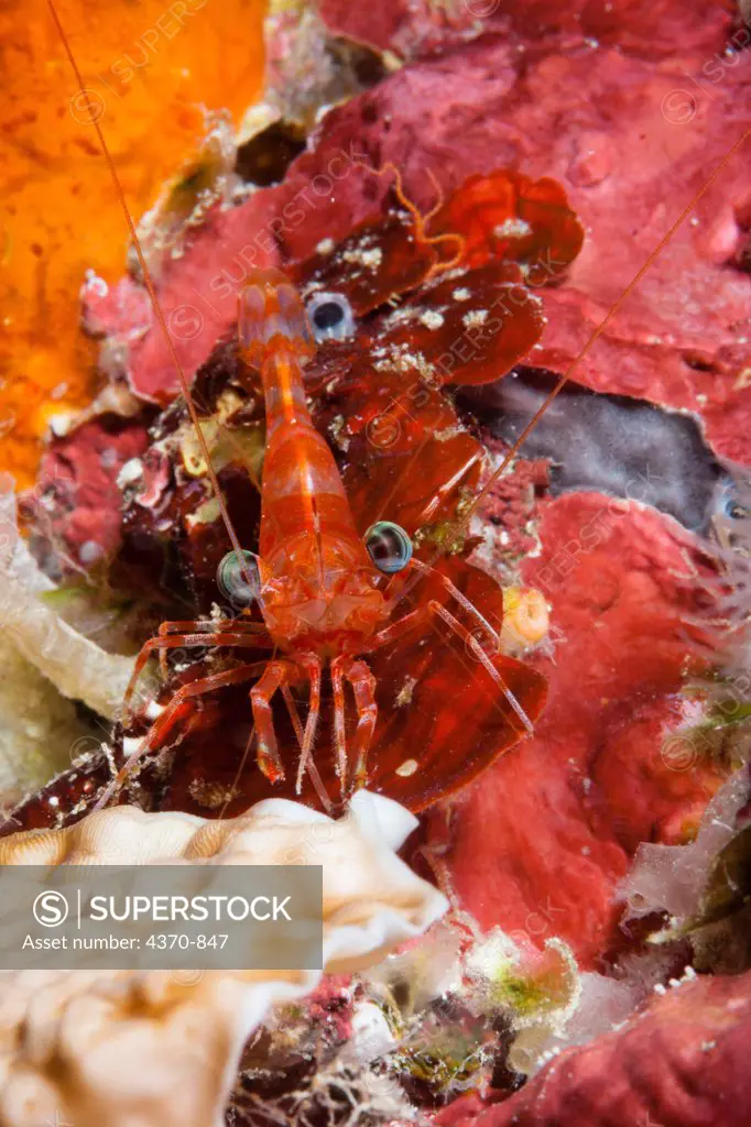 Micronesia, Caroline Islands, Palau, Reticulated hinge-beak shrimp (Cinetorhynchus reticulatus)
