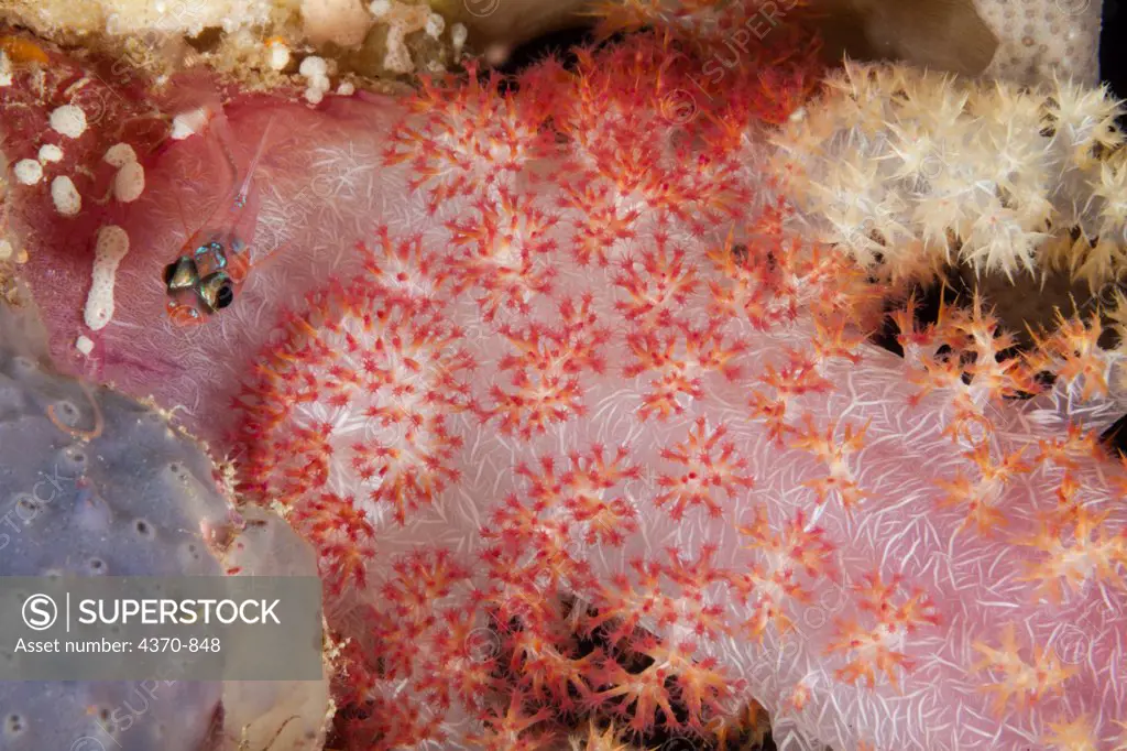 Micronesia, Caroline Islands, Palau, Tiny cardinalfish on soft coral.