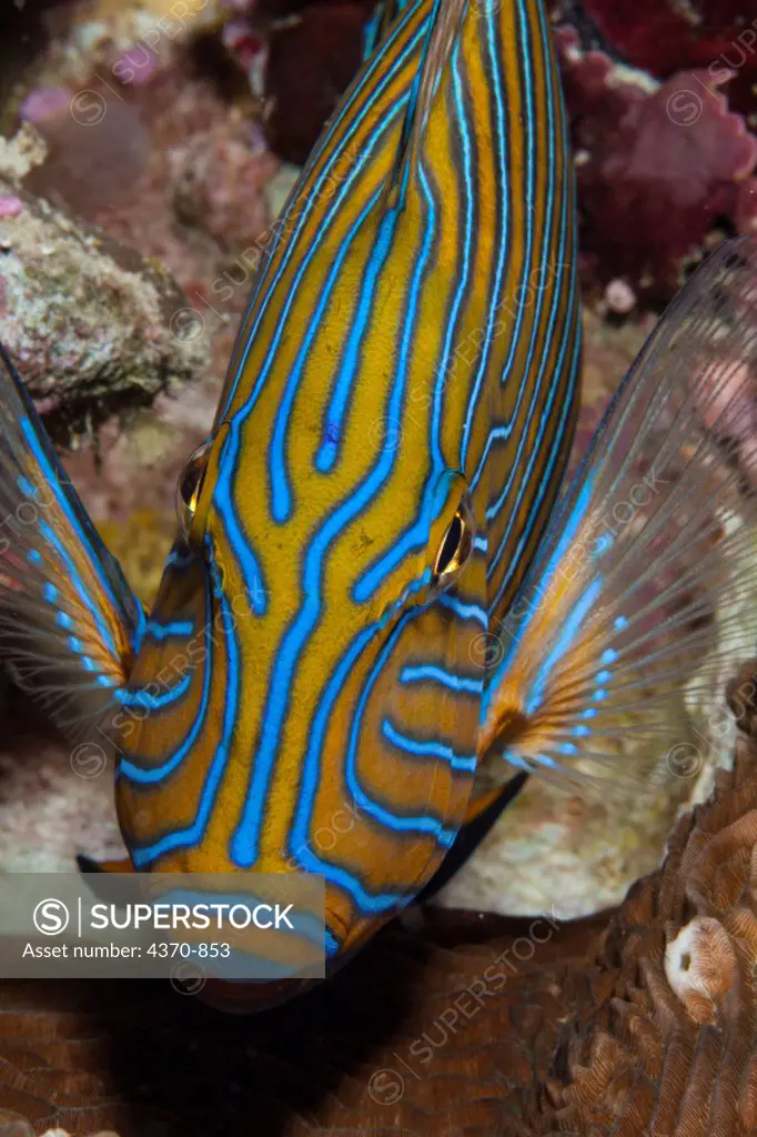 Micronesia, Caroline Islands, Palau, Striped surgeonfish (Acanthurus lineatus)