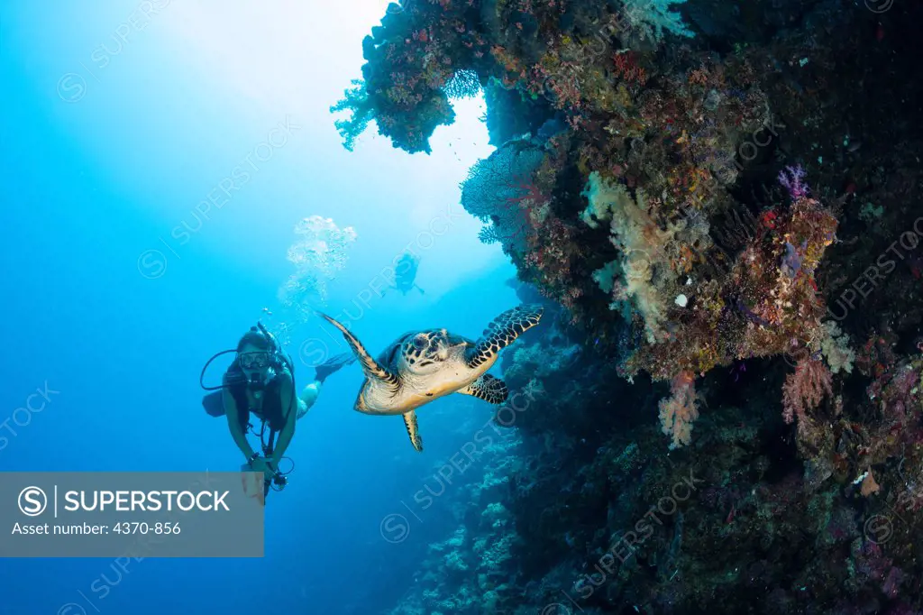 Micronesia, Caroline Islands, Palau,  Hawksbill turtle (Eretmochelys imbricata) and diver