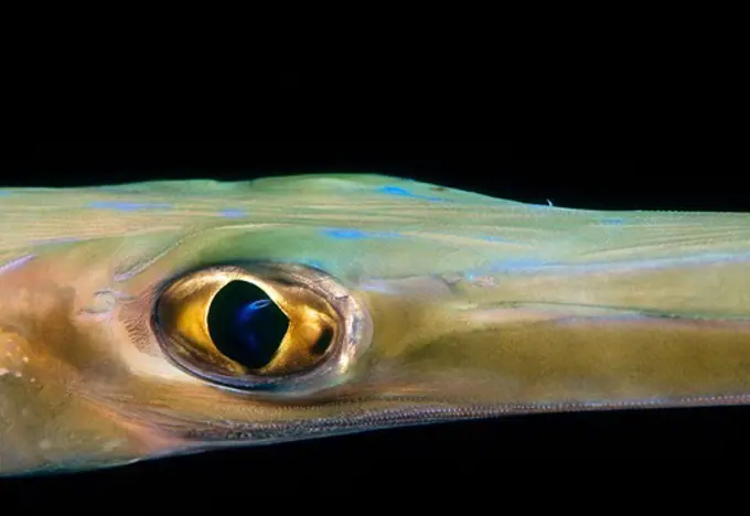 Close-up of an Eye of a Cornetfish