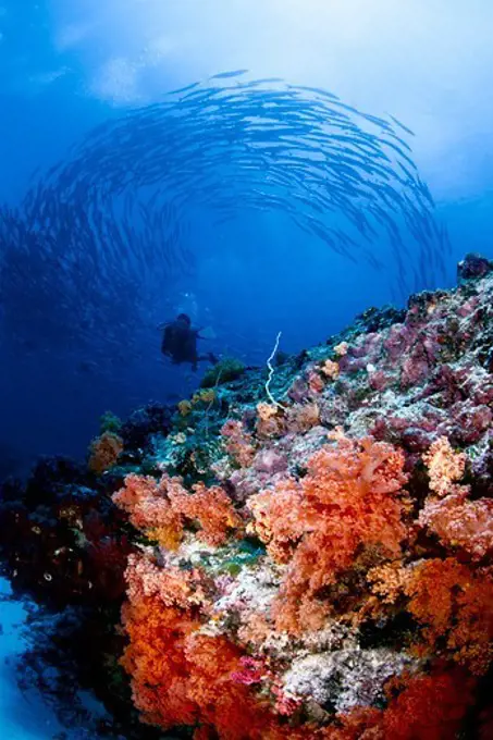 Diver with Schooling Barracuda and Soft Coral