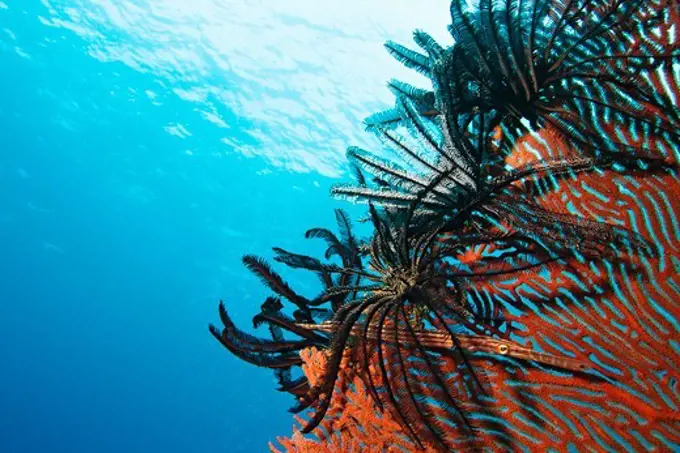 Crinoid on a Sea Fan with Redstripe Pipefish