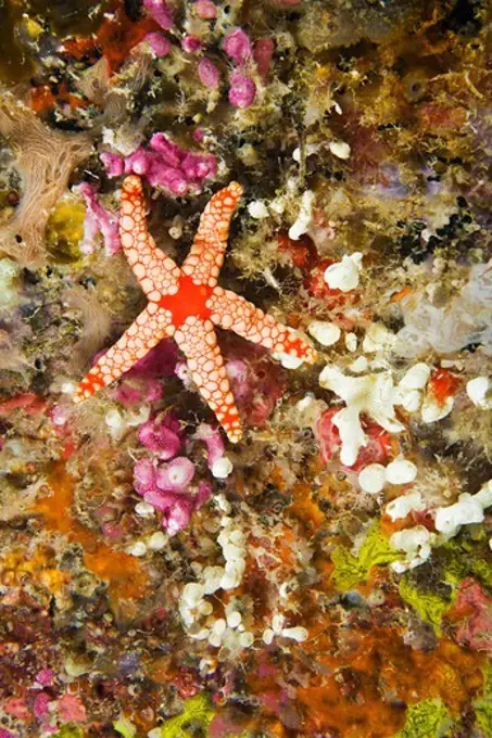 Close-up of a Noduled Sea Star