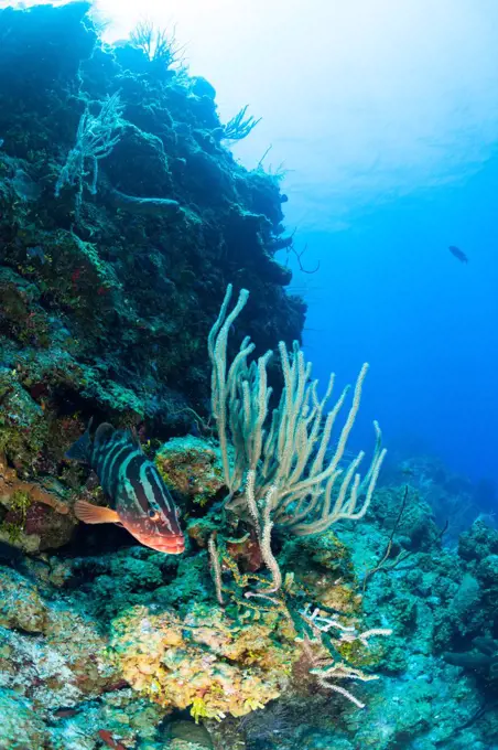 Cayman Islands, Nassau Groupers (Epinephelus striatus) on reef