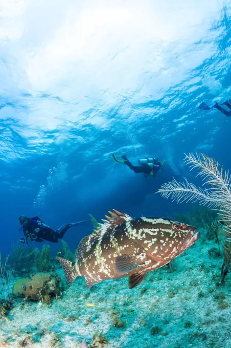 Cayman Islands, Scuba diver watching Nassau grouper (Epinephelus striatus)