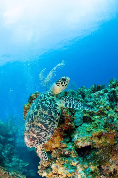 Cayman Islands, Hawksbill turtle (Eretmochelys imbriocota) at Caribbean Sea