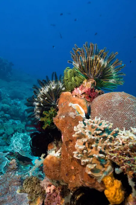 Indonesia,  Crinoids on Healthy Reef System Near Giliawa Laut