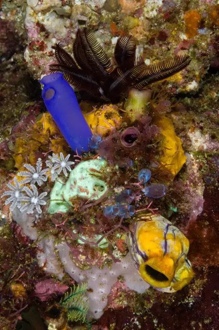 Indonesia, Komodo, Cluster of tunicates, Sea squirt and corals