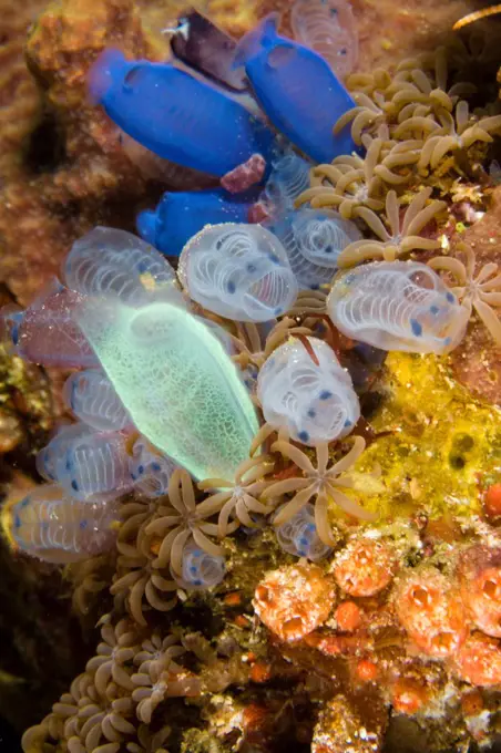 Indonesia, Komodo, Variety of Tunicates, Cluster of colorful Sea Tunicates. Blue Tunicate (Rhopalaea sp.)