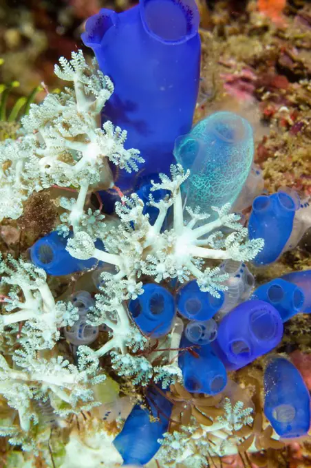 Indonesia, Komodo, Cluster of tunicates and corals