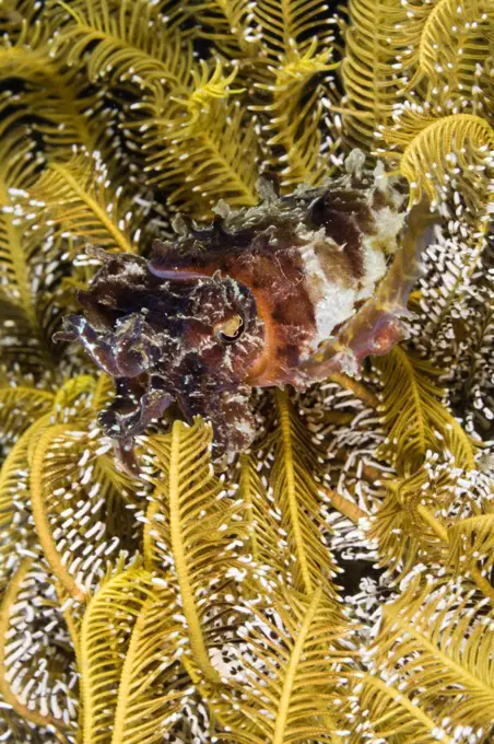 Indonesia, Komodo, Cuttlefish (Sepia latimanus)  transforming color and texture
