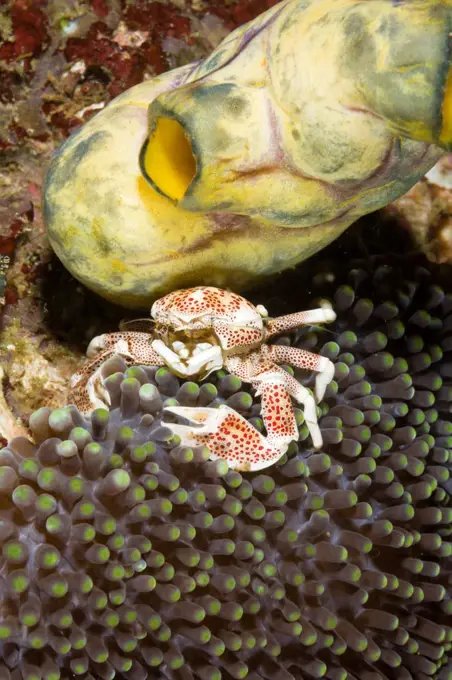 Indonesia, Komodo, Porcelain crab (Neopetrolisthes maculosus)