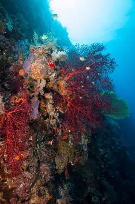 Micronesia, Palau, Red gorgonian sea fan on reef system at Fern's Wall