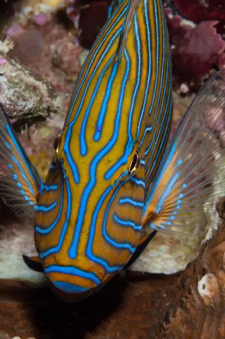Micronesia, Caroline Islands, Palau, Striped surgeonfish (Acanthurus lineatus)