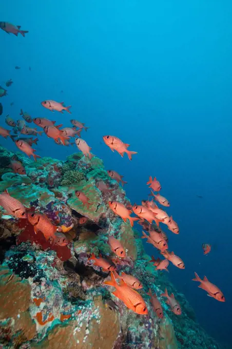 Micronesia, Caroline Islands, Palau, School of soldierfish (Myripristis sp)