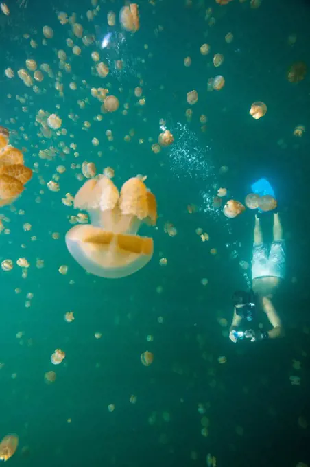 Micronesia, Caroline Islands, Palau, Jellyfish Lake, Snorkeler amongst moon jellyfish (Aurelia aurita) and golden jellyfish (Mastigias sp)