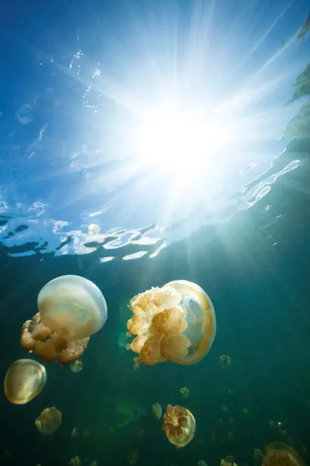 Micronesia, Caroline islands, Palau, Jellyfish Lake, Moon jellyfish (Aurelia aurita) and golden jellyfish (Mastigias sp)