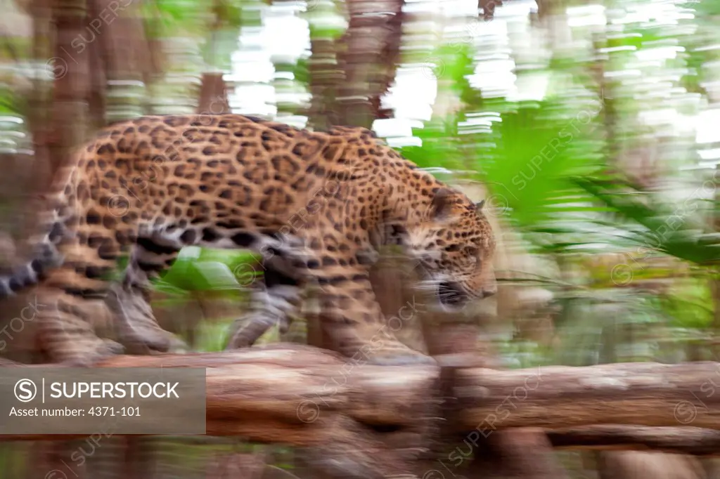 Motion shot of captive jaguar (Panthera onca) in The Belize Zoo. Belize City, Belize, Central America