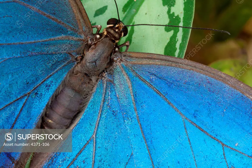Blue morpho butterfly (Morpho granadensis) farming at the Lodge at Chaa Creek natural history area.  Belize, Central America