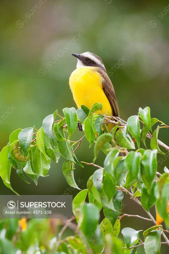 Social Flycatcher (Myiozetetes similis) sitting in a tree in Belize, Central America