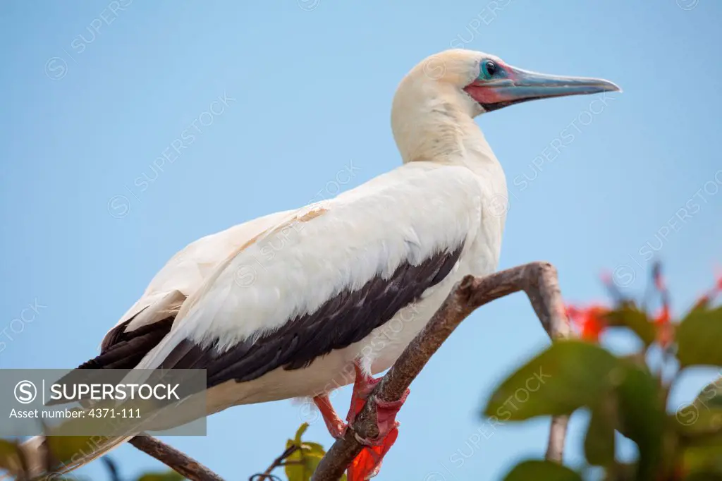 Red footed booby (Sula sula) near nesting site and rookery on Half Moon Caye Natural Monument in Belize, Central America