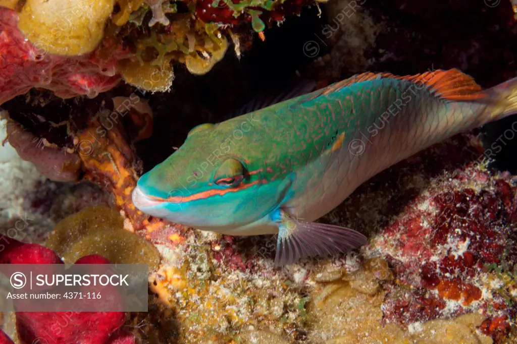 Redband parrotfish (Sparisoma aurofrenatum) resting among coral in Belize, Central America
