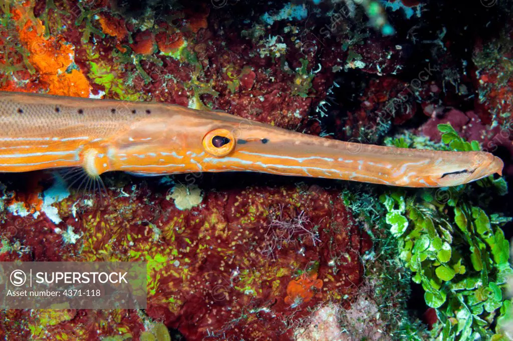 The head of a Trumpetfish (Aulostomus maculatus) in Belize, Central America
