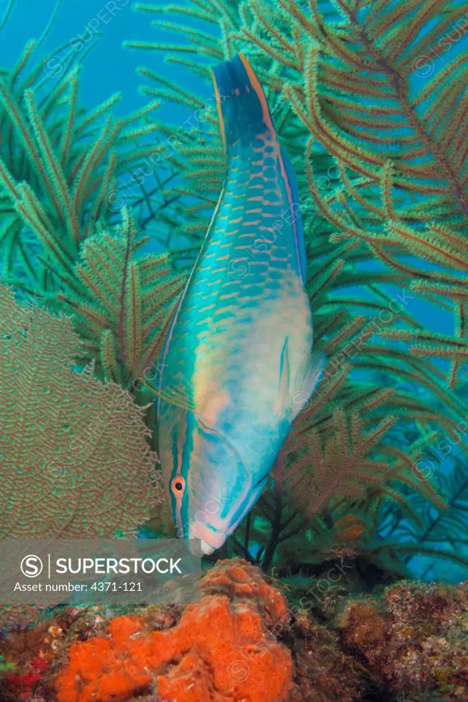 Redband parrotfish (Sparisoma aurofrenatum) feeding in Belize, Central America