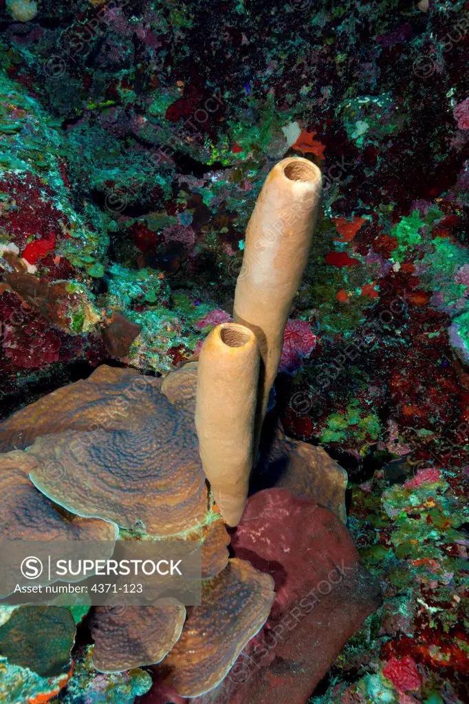 Tube sponges (Yellow Tube Sponge (Aplysina fistularis) in Belize, Central America