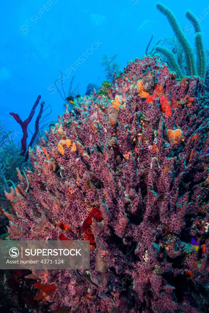 Giant Barrel Sponge  (Xestospongia muta) in Belize, Central America