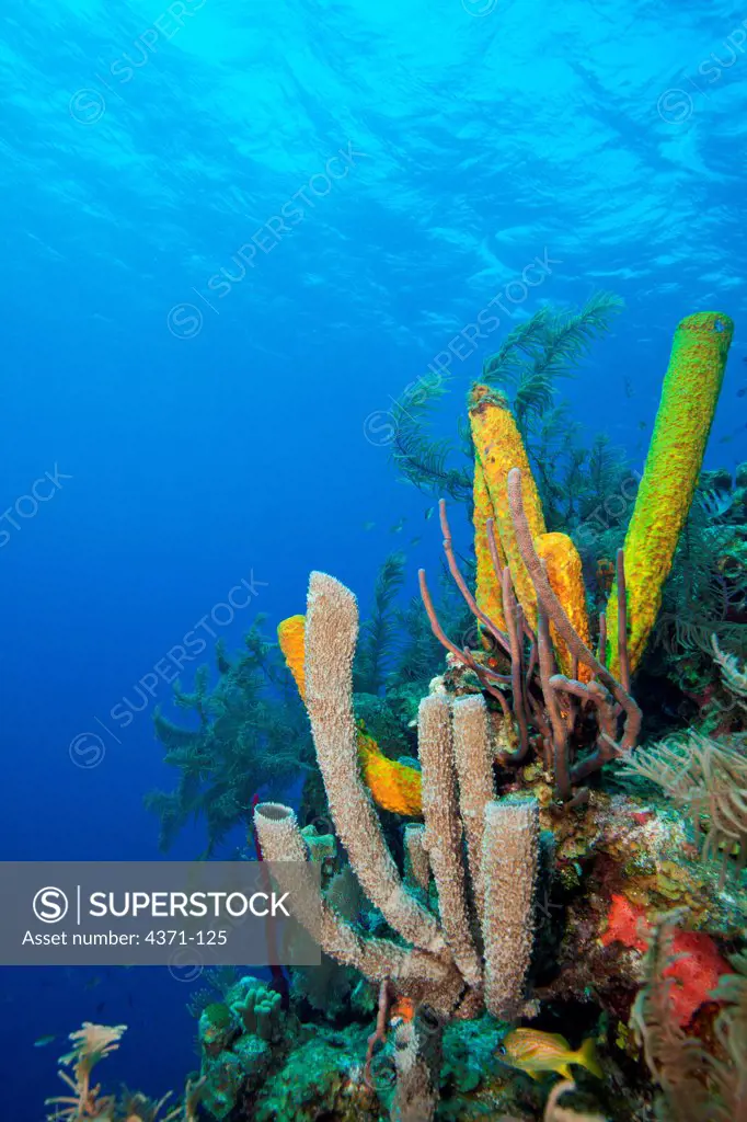 Tube sponges beneath the surface (Yellow Tube Sponge (Aplysina fistularis) in Belize, Central America