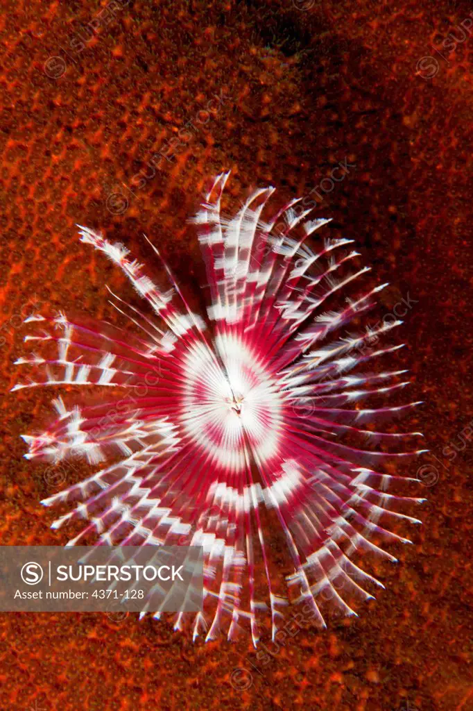 Purple Feather duster worm (Sabellidae) in Belize, Central America