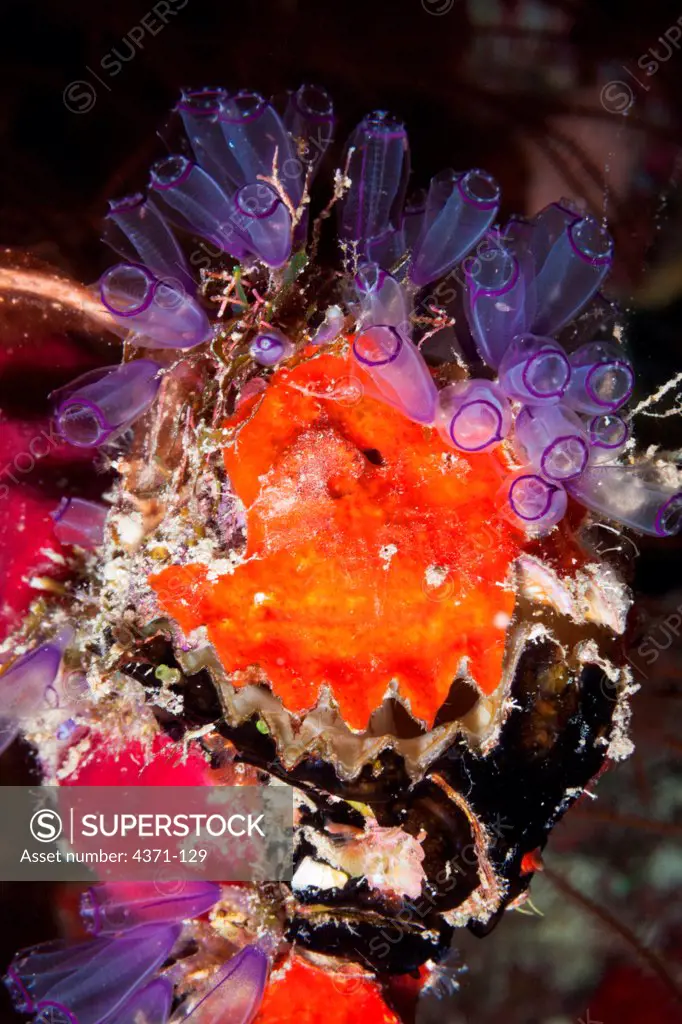 Underwater garden of tunicates, encrusting sponges and thorny oyster in Belize, Central America.