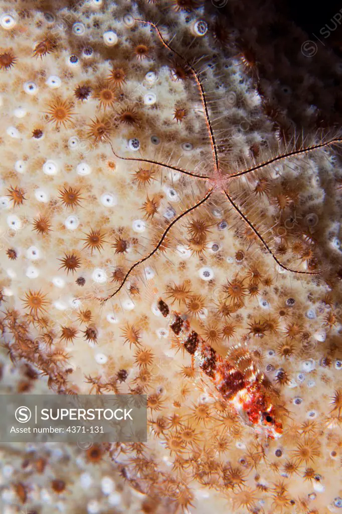 Brittle star (Ophiothrix suensonii) and triplefin (Enneanectes boehlkei) on vase sponge in Belize, Central America