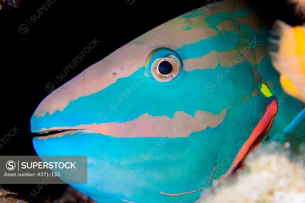 Stoplight parrotfish (sparisoma viride) sleeping in Belize, Central America
